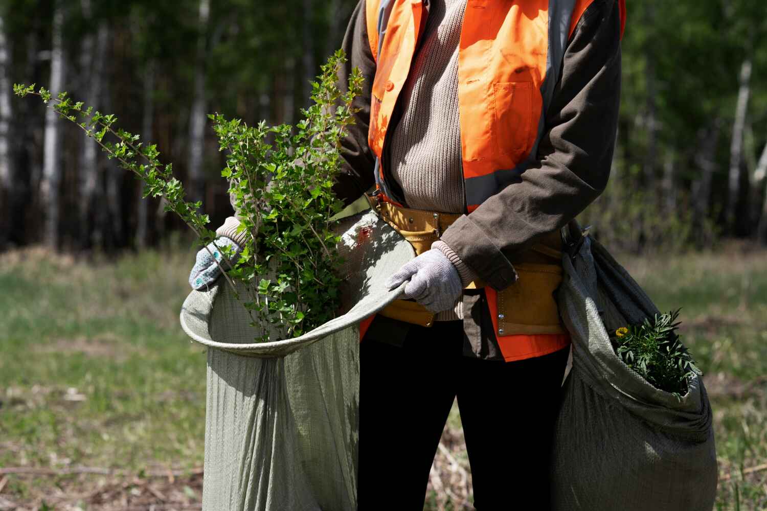 The Steps Involved in Our Tree Care Process in St Petersburg, FL